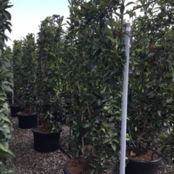 Glansmispel Als Leivorm (Photinia Fraseri 'Red Robin') -Tuin Glimmer Verkoop photinia lage leivorm c60 1