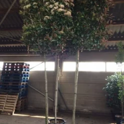 Glansmispel Als Leiboom (Photinia Fraseri 'Red Robin') -Tuin Glimmer Verkoop photinia lei 12 14cm