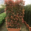 Glansmispel Meeneemhaag (Photinia Fraseri 'Red Robin') -Tuin Glimmer Verkoop photinia r.robin compacta spalliera h120x80 fioriera 1