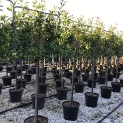 Glansmispel Halfstam Als Leiboom (Photinia Fraseri 'Red Robin') -Tuin Glimmer Verkoop photinia red robin 130cm stem leivorm
