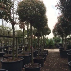 Glansmispel Als Boom (Photinia Fraseri 'Red Robin') -Tuin Glimmer Verkoop photinia red robin 2025