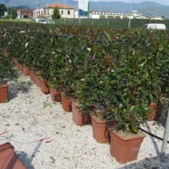 Glansmispel Als Leivorm (Photinia Fraseri 'Red Robin') -Tuin Glimmer Verkoop photinia red robin 52x110 leivorm 1