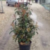 Glansmispel (Photinia 'Robusta Compacta') -Tuin Glimmer Verkoop photinia robusta compacta