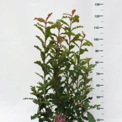 Glansmispel (Photinia Serratifolia ‘Crunchy’) -Tuin Glimmer Verkoop photinia serratifolia crunchy week 45 2019 1600x1200