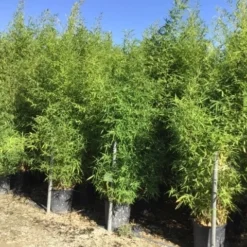 Bamboe (Phyllostachys Aurea) 41 Bamboe (Phyllostachys Aurea) -Tuin Glimmer Verkoop phyllostachus aurea 150 200cm