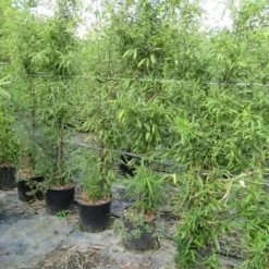 Bamboe (Phyllostachys Aureosulcata 'Spectabilis') 26 Bamboe (Phyllostachys Aureosulcata 'Spectabilis') -Tuin Glimmer Verkoop phyllostachys 1 1