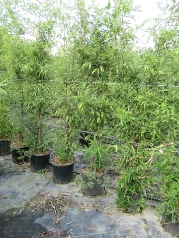 Bamboe (Phyllostachys Aureosulcata 'Spectabilis') 14 Bamboe (Phyllostachys Aureosulcata 'Spectabilis') - Afbeelding 12