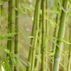 Bamboe (Phyllostachys Aurea) -Tuin Glimmer Verkoop phyllostachys aurea 1