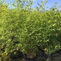 Bamboe (Phyllostachys Aurea) 40 Bamboe (Phyllostachys Aurea) -Tuin Glimmer Verkoop phyllostachys aurea 100 125cm c5