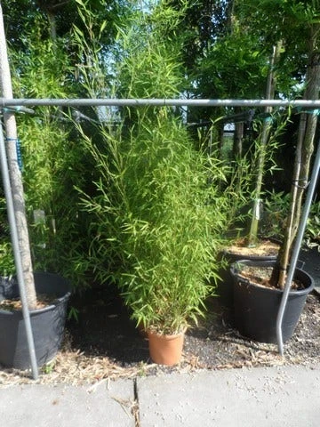 Bamboe (Phyllostachys Aurea) 12 Bamboe (Phyllostachys Aurea) - Afbeelding 10