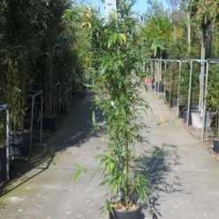 Bamboe (Phyllostachys Aurea) 32 Bamboe (Phyllostachys Aurea) -Tuin Glimmer Verkoop phyllostachys aurea 150 200 c12