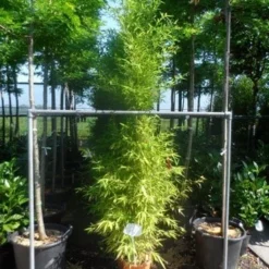Bamboe (Phyllostachys Aurea) 33 Bamboe (Phyllostachys Aurea) -Tuin Glimmer Verkoop phyllostachys aurea 175 200 c12