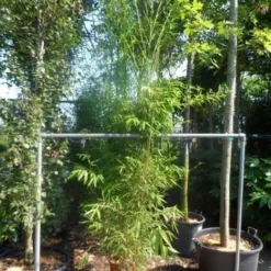 Bamboe (Phyllostachys Aurea) 34 Bamboe (Phyllostachys Aurea) -Tuin Glimmer Verkoop phyllostachys aurea 175 200 c20