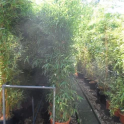 Bamboe (Phyllostachys Aurea) 29 Bamboe (Phyllostachys Aurea) -Tuin Glimmer Verkoop phyllostachys aurea 200 250 c25