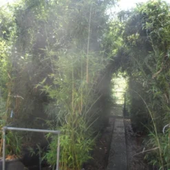 Bamboe (Phyllostachys Aurea) 30 Bamboe (Phyllostachys Aurea) -Tuin Glimmer Verkoop phyllostachys aurea 250 300 c35