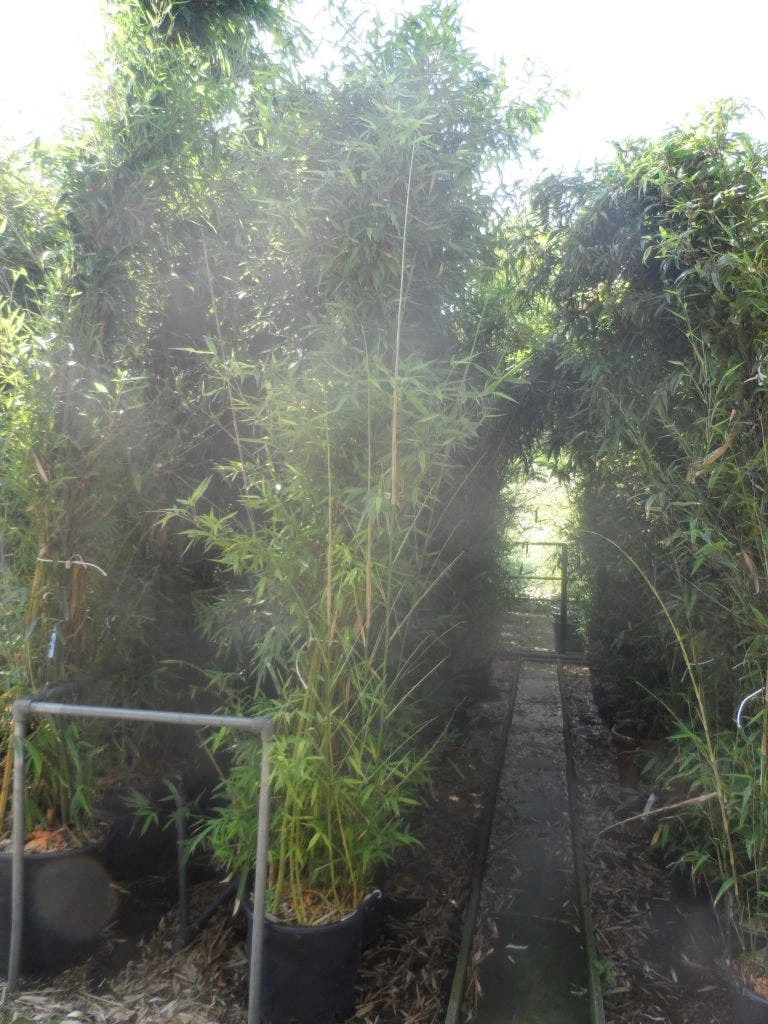 Bamboe (Phyllostachys Aurea) 11 Bamboe (Phyllostachys Aurea) - Afbeelding 9