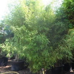 Bamboe (Phyllostachys Aurea) 36 Bamboe (Phyllostachys Aurea) -Tuin Glimmer Verkoop phyllostachys aurea 300 400 c160 200 extra