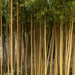 Bamboe (Phyllostachys Aureosulcata 'Spectabilis')