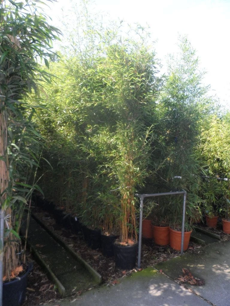 Bamboe (Phyllostachys Aureosulcata 'Spectabilis') 7 Bamboe (Phyllostachys Aureosulcata 'Spectabilis') - Afbeelding 5