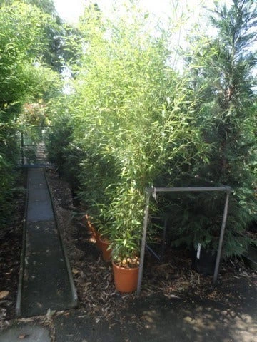 Bamboe (Phyllostachys Bissetii) 6 Bamboe (Phyllostachys Bissetii) - Afbeelding 5