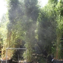 Bamboe (Phyllostachys Bissetii) 12 Bamboe (Phyllostachys Bissetii) -Tuin Glimmer Verkoop phyllostachys bissetii 250 300 c35 1