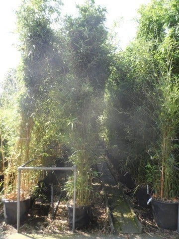 Bamboe (Phyllostachys Bissetii) 7 Bamboe (Phyllostachys Bissetii) - Afbeelding 6