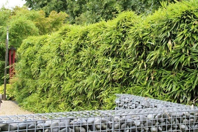 Bamboe (Phyllostachys Bissetii) 5 Bamboe (Phyllostachys Bissetii) - Afbeelding 3