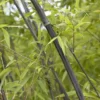 Bamboe (Phyllostachys Nigra) 2 Bamboe (Phyllostachys Nigra) -Tuin Glimmer Verkoop phyllostachys nigra
