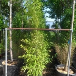 Bamboe (Phyllostachys Nigra) -Tuin Glimmer Verkoop phyllostachys nigra 150 200 c12