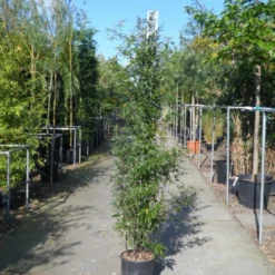 Bamboe (Phyllostachys Nigra) -Tuin Glimmer Verkoop phyllostachys nigra 150 200 c18