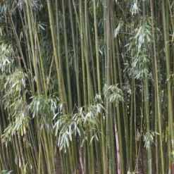 Bamboe (Phyllostachys Viridiglaucescens)