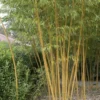 Bamboe (Phyllostachys Vivax 'Aureocaulis') 1 Bamboe (Phyllostachys Vivax 'Aureocaulis') -Tuin Glimmer Verkoop phyllostachys vivax aureocaulis 1