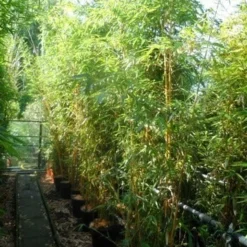 Bamboe (Phyllostachys Vivax 'Aureocaulis') -Tuin Glimmer Verkoop phyllostachys vivax aureocaulis 200 250 300 c25