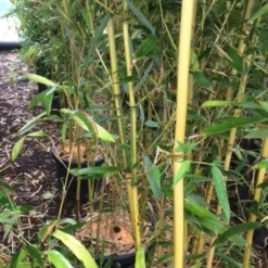 Bamboe (Phyllostachys Aureosulcata 'Spectabilis') 21 Bamboe (Phyllostachys Aureosulcata 'Spectabilis') -Tuin Glimmer Verkoop phyllostahys spectabilis 1 1
