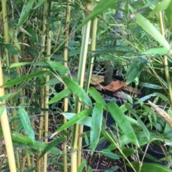 Bamboe (Phyllostachys Aureosulcata 'Spectabilis') 22 Bamboe (Phyllostachys Aureosulcata 'Spectabilis') -Tuin Glimmer Verkoop phyllostahys spectabilis 3 1