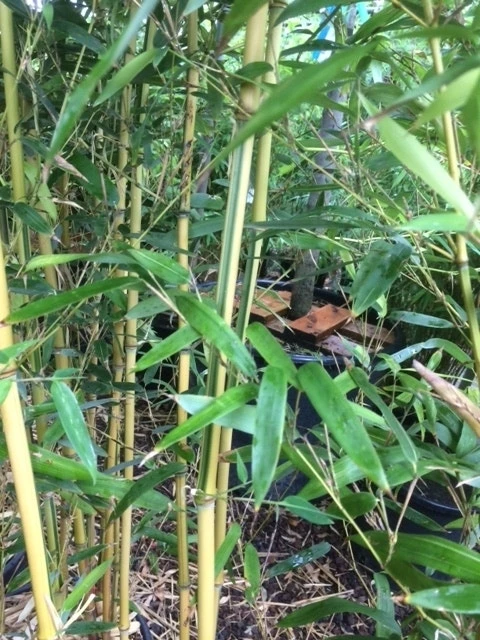 Bamboe (Phyllostachys Aureosulcata 'Spectabilis') 10 Bamboe (Phyllostachys Aureosulcata 'Spectabilis') - Afbeelding 8