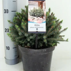 Dwergspar (Picea Glauca 'Echiniformis') 8 Dwergspar (Picea Glauca 'Echiniformis') -Tuin Glimmer Verkoop picea glauca echiniformis zomer c3 m