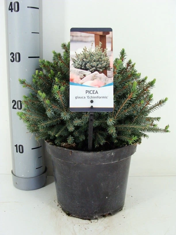 Dwergspar (Picea Glauca 'Echiniformis') 5 Dwergspar (Picea Glauca 'Echiniformis') - Afbeelding 3