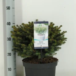 Servische Spar (Picea Omorika 'Karel') 7 Servische Spar (Picea Omorika 'Karel') -Tuin Glimmer Verkoop picea omorika karel winter c5 m