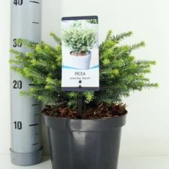 Servische Spar (Picea Omorika 'Karel')