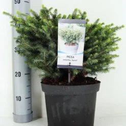 Servische Spar (Picea Omorika 'Karel') 9 Servische Spar (Picea Omorika 'Karel') -Tuin Glimmer Verkoop picea omorika karel zomer c5 m