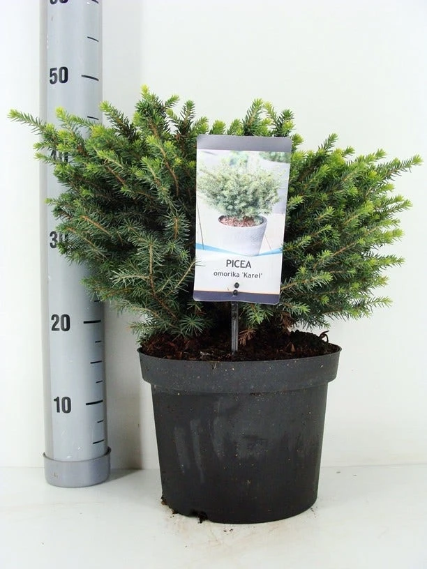Servische Spar (Picea Omorika 'Karel') 6 Servische Spar (Picea Omorika 'Karel') - Afbeelding 4