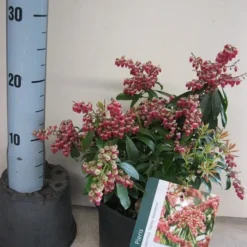 Rotsheide (Pieris Japonica 'Valley Valentine') 10 Rotsheide (Pieris Japonica 'Valley Valentine') -Tuin Glimmer Verkoop pieris valley valentine c3 maart.jpg