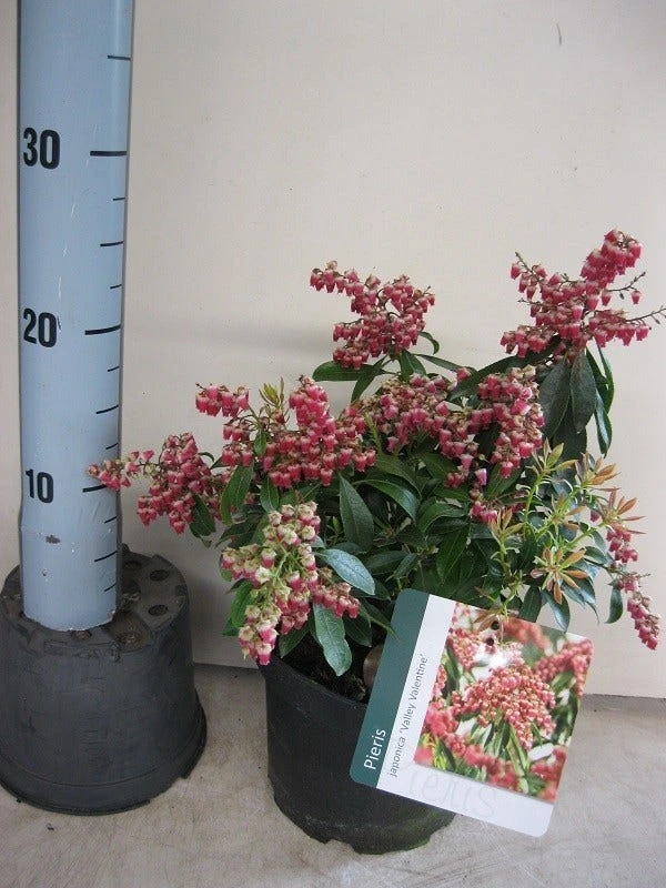 Rotsheide (Pieris Japonica 'Valley Valentine') 5 Rotsheide (Pieris Japonica 'Valley Valentine') - Afbeelding 3