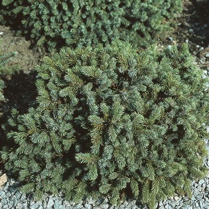 Dwergspar (Picea Glauca 'Echiniformis') 3 Dwergspar (Picea Glauca 'Echiniformis')