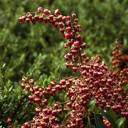 Rotsheide (Pieris Japonica 'Valley Valentine') 4 Rotsheide (Pieris Japonica 'Valley Valentine') - Afbeelding 2