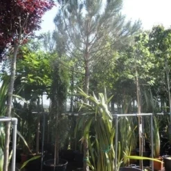 Parasolden Op Stam (Pinus Pinea) -Tuin Glimmer Verkoop pinus pinea 20 25 ho cont