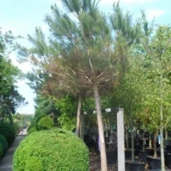Parasolden Op Stam (Pinus Pinea) -Tuin Glimmer Verkoop pinus pinea 30 40ho c350