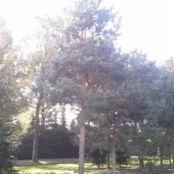 Grove Den (Pinus Sylvestris) 11 Grove Den (Pinus Sylvestris) -Tuin Glimmer Verkoop pinus sylvestris 60 70 1