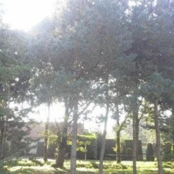 Grove Den (Pinus Sylvestris) 10 Grove Den (Pinus Sylvestris) -Tuin Glimmer Verkoop pinus sylvestris 60 70 2